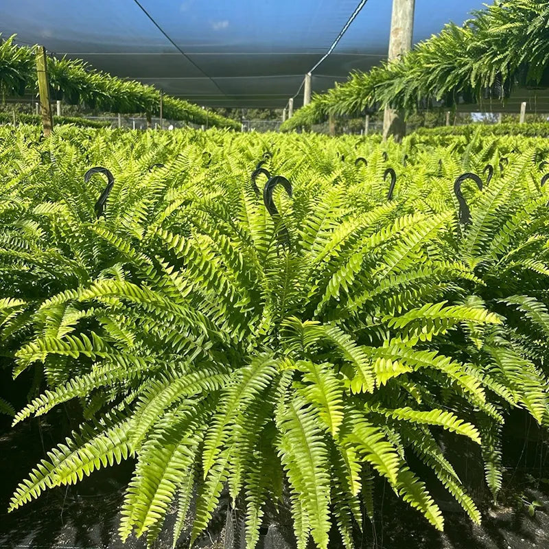 🔥 $9.9 On Sale Last Day 🌱 UV-Resistant Realistic Artificial Boston Fern