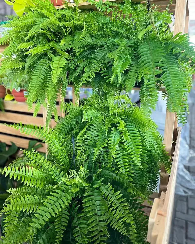🔥 $9.9 On Sale Last Day 🌱 UV-Resistant Realistic Artificial Boston Fern