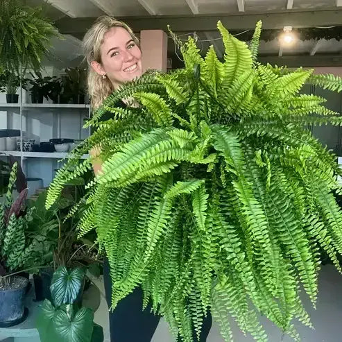 🔥 $9.9 On Sale Last Day 🌱 UV-Resistant Realistic Artificial Boston Fern