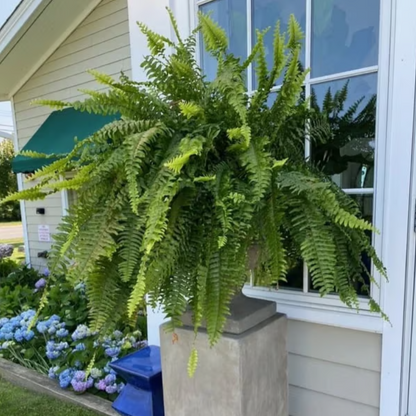 🔥 $9.9 On Sale Last Day 🌱 UV-Resistant Realistic Artificial Boston Fern