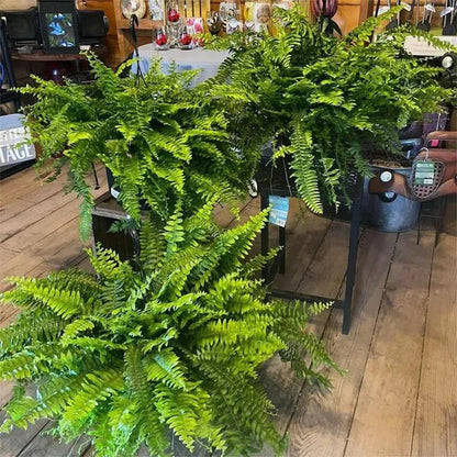 🔥 $9.9 On Sale Last Day 🌱 UV-Resistant Realistic Artificial Boston Fern